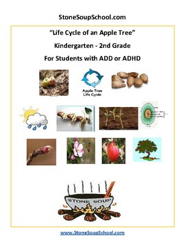 Preview of K- 2, Life Cycle of Apple Tree Reading/ Science for students with ADD/ ADHD