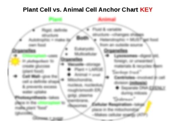 Plant & Animal Cell Anchor Chart w/Key by Abby Peek | TPT