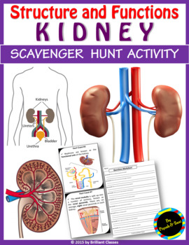 31 Kidney Coloring Worksheet Answers - Zsksydny Coloring Pages