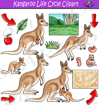Preview of Kangaroo Life Cycle Clipart