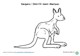 Kangaroo Poster and Colour In Worksheet, Australian Animal