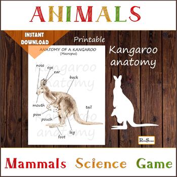 Preview of Kangaroo anatomy, Body parts, Australia, Animal, Homeschooling printable