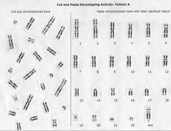 Preview of Karyotype Chromosome Lab Activity