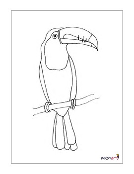 keel billed toucan drawing