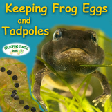 Keeping Frog Eggs and Tadpoles