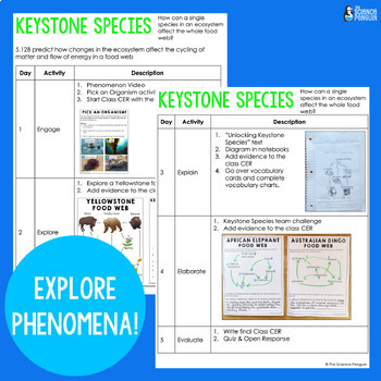 What is a keystone species, and why do they matter?