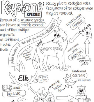 Conceptual diagram illustrating how the loss of a keystone species