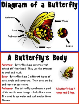 Kid-Friendly Butterfly Research by JD's Rockin' Readers | TpT