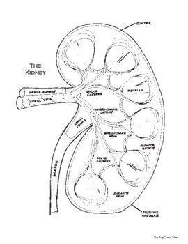 Kidney Coloring Worksheets Teaching Resources Tpt