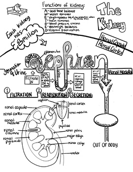 Human Kidney Diagram Stock Illustrations – 4,602 Human Kidney Diagram Stock  Illustrations, Vectors & Clipart - Dreamstime