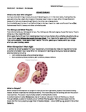 Excretory System: Kidney Disease