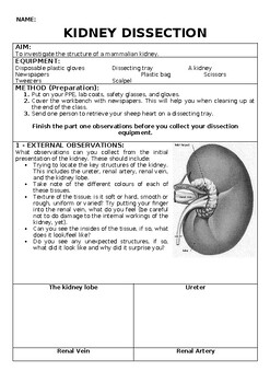 Preview of Kidney Dissection Booklet