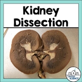 Kidney Dissection Lab Activity: Urinary System or Excretor