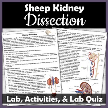 Preview of Kidney Dissection, Review Activities, and Lab Quiz for Anatomy