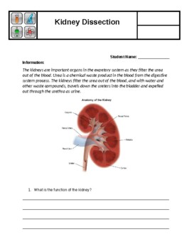 Preview of Kidney Dissection Worksheet and Instructions
