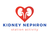Kidney Nephron Station Activity (Editable!)