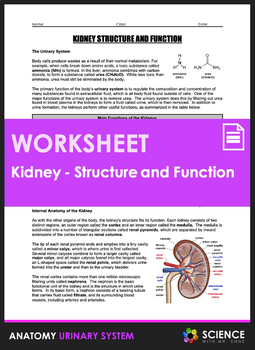 Preview of Kidney Anatomy and Physiology Worksheet + Nephron & Urine Formation