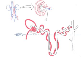 Nephron Images – Browse 3,032 Stock Photos, Vectors, and Video | Adobe Stock