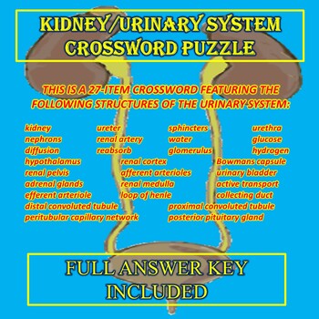 Kidney and Urinary System Crossword Puzzle by Science Brian TpT
