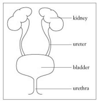Preview of Kidney and Urinary Tract Internet Activity