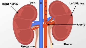 Preview of Kidney organs-1