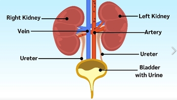 Preview of Kidney organs