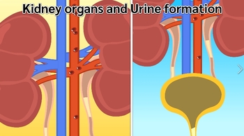 Preview of Kidney organs and urine formation