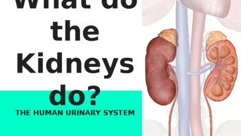 Preview of Kidneys and the Urinary System