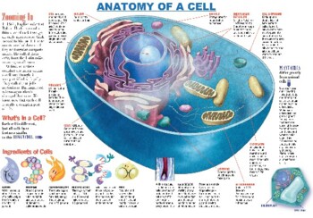 Preview of Kids Discover Infographic: Anatomy of a Cell