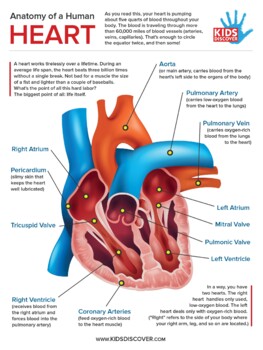 Preview of Kids Discover Infographic: Anatomy of a Human Heart