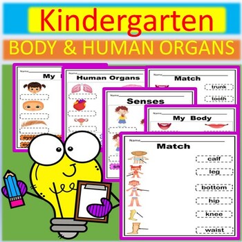 Preview of Kindergarten BODY & HUMAN ORGANS