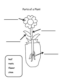 Kindergarten Plant Worksheets by Miss Artsy | TPT