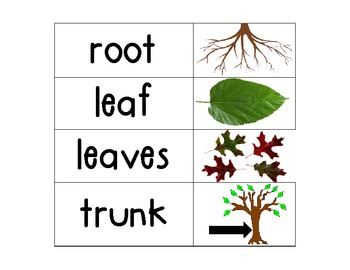 Preview of Kindergarten Science Vocab Plants/ Flower