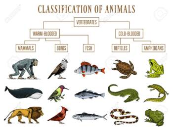 Preview of Kinds of Animals