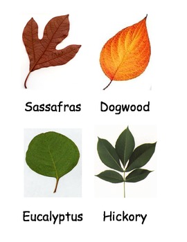 Leaves Names Autumn Color Set 1 Stock Illustration 693754417 | Shutterstock