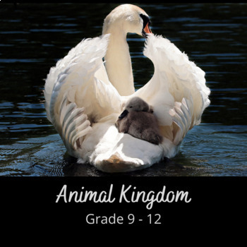 Kingdom Animalia by Bhavna Singh | Teachers Pay Teachers