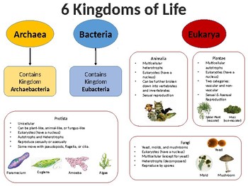 6 Kingdoms Characteristics Chart