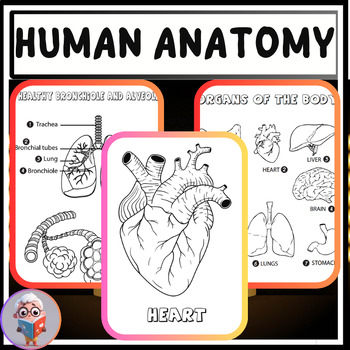 Preview of Know human anatomy coloring book