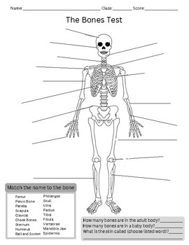 What's in a Bone? - 2nd Grade Blog