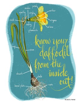 Preview of Know your daffodil from the inside out!