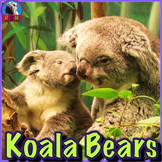 Koala Bears - PowerPoint & Activities
