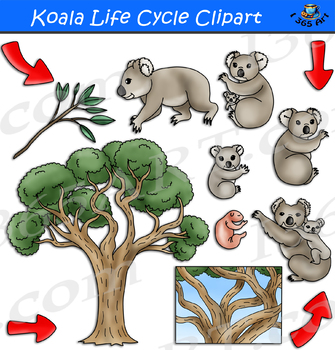 Preview of Koala Life Cycle Clipart