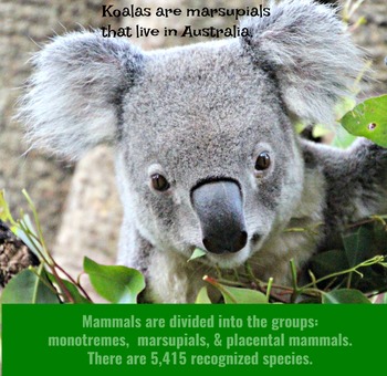 Koala Photo by Nature Explorers International | TPT