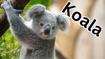 Preview of Koala Zoology Engaging PowerPoint Presentation with Animal Videos