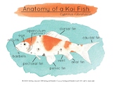 Koi fish learning set