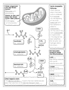 Krebs Citric Acid Cycle Biology Doodle Diagram Notes by ...