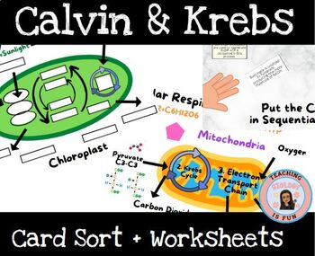 Preview of Krebs Cycle (Citric) Respiration and Calvin Cycle Photosynthesis AP Biology