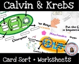 Krebs Cycle (Citric) Respiration and Calvin Cycle Photosyn