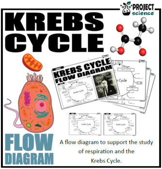 Krebs Cycle Activity [Cut and Paste] by PROJECT science | TpT
