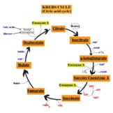 Krebs cycle or citric acid cycle.Chemical diagram of krebs cycle.